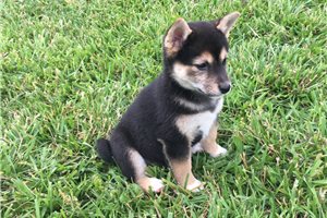 Carly - Shiba Inu for sale