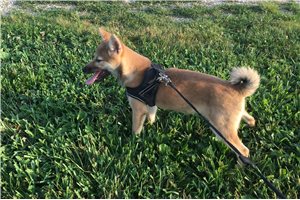 Ellie - Shiba Inu for sale