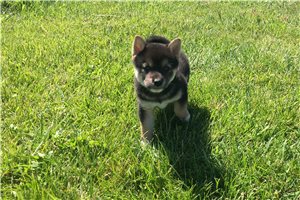 Lexi - Shiba Inu for sale