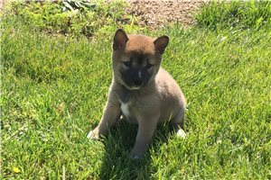 Hollie - Shiba Inu for sale