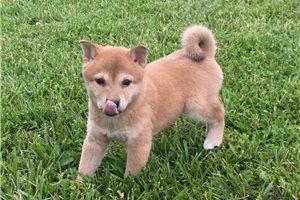 Roxi - Shiba Inu for sale