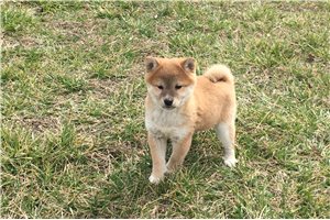 Fiona - Shiba Inu for sale