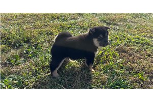 Jack - Shiba Inu for sale