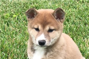 Sadie - Shiba Inu for sale
