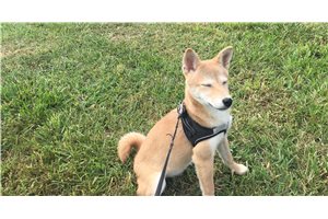 Roxi - Shiba Inu for sale