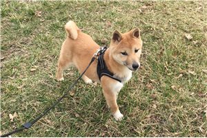 Hardy - Shiba Inu for sale