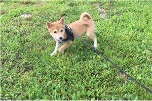Marley - Shiba Inu for sale
