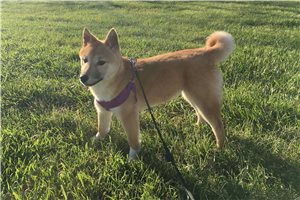 Hardy - Shiba Inu for sale