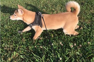 Roxi - Shiba Inu for sale
