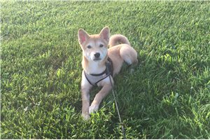 Roxi - Shiba Inu for sale