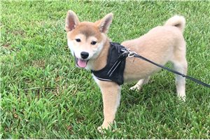 Brody - Shiba Inu for sale