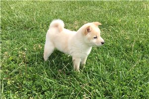 Chandler - puppy for sale