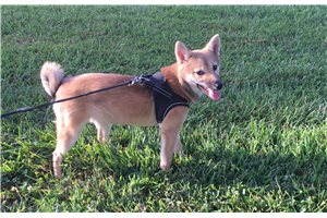 Ellie - Shiba Inu for sale