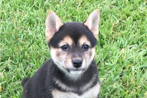 Carly - Shiba Inu for sale