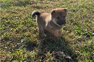 Joey - Shiba Inu for sale
