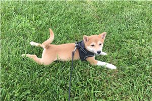 Marley - Shiba Inu for sale