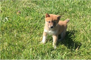 Scarlett - Shiba Inu for sale