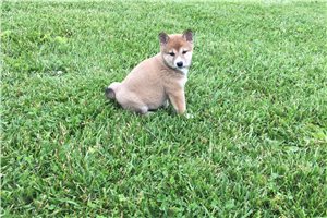 Sadie - Shiba Inu for sale