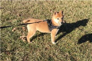 Hardy - Shiba Inu for sale
