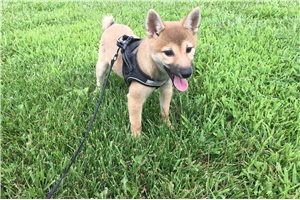 Ellie - Shiba Inu for sale