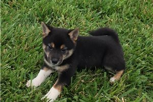 Lexi - Shiba Inu for sale