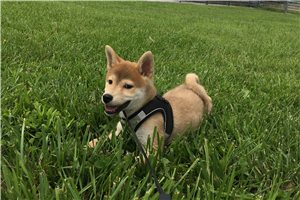 Brody - Shiba Inu for sale