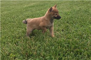 Ellie - Shiba Inu for sale