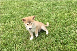 Ozzy - puppy for sale