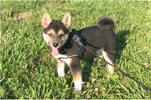Lexi - puppy for sale