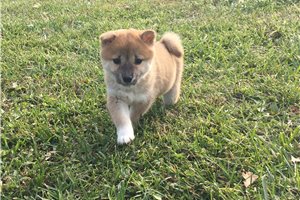 Zoey - puppy for sale