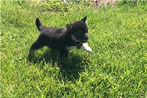 Carly - puppy for sale