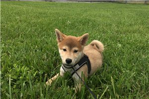 Brody - Shiba Inu for sale