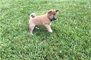 Hollie - Shiba Inu for sale