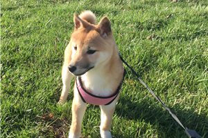 Hardy - Shiba Inu for sale