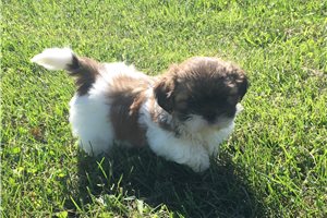 Conner - Shih Tzu for sale