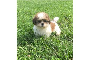 Rudy - Shih Tzu for sale