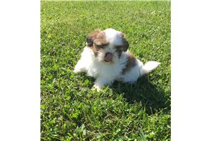 Abby - Shih Tzu for sale