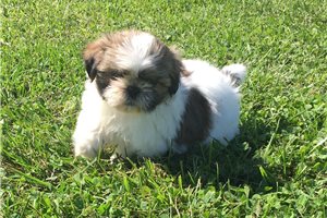 Annie - Shih Tzu for sale