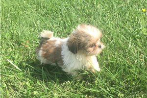 Chloe - Shih Tzu for sale