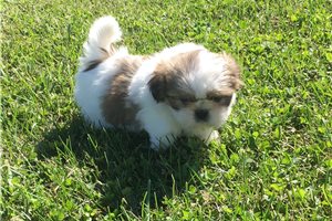 Sugar - Shih Tzu for sale