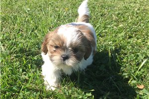Josie - Shih Tzu for sale