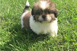 Rocky - Shih Tzu for sale