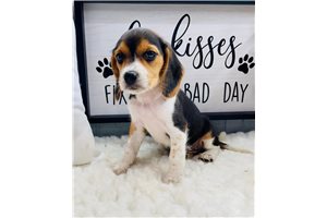 Dolly - Beagle for sale