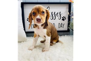 June - Beagle for sale