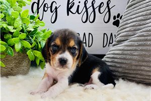 Dolly - Beagle for sale
