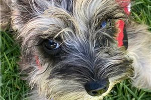 Grendon - Schnauzer, Miniature for sale