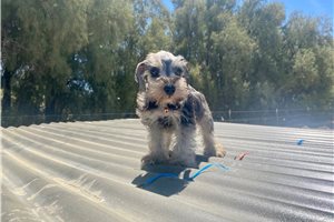 Sand - puppy for sale