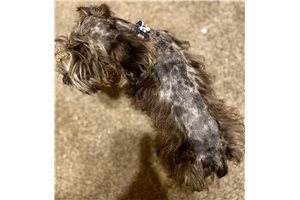 Reed - Schnauzer, Miniature for sale