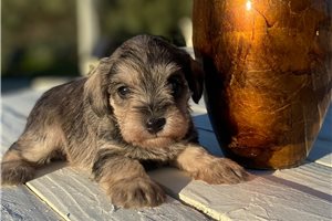 Sand - puppy for sale