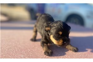Cracker - Schnoodle for sale